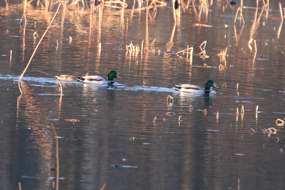 Зэрлэг нугас - ML644570061