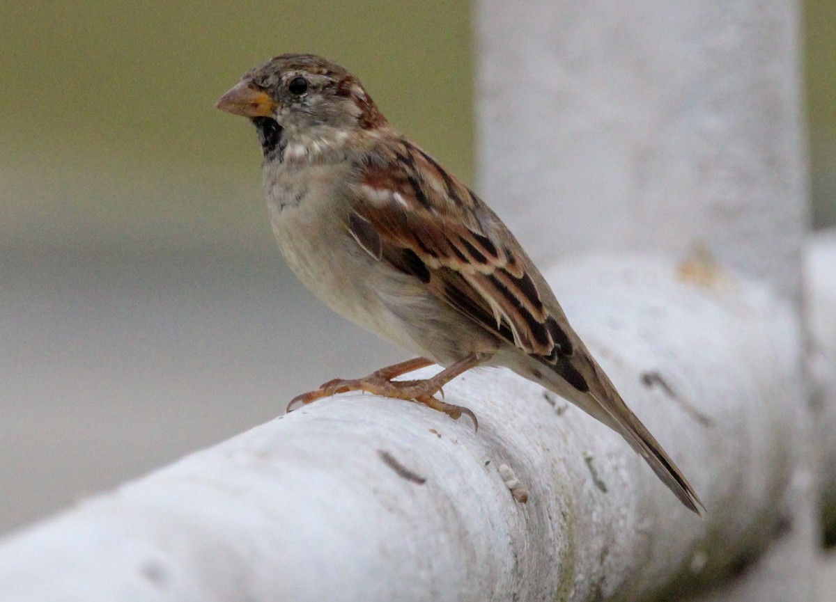 House Sparrow - ML644570063