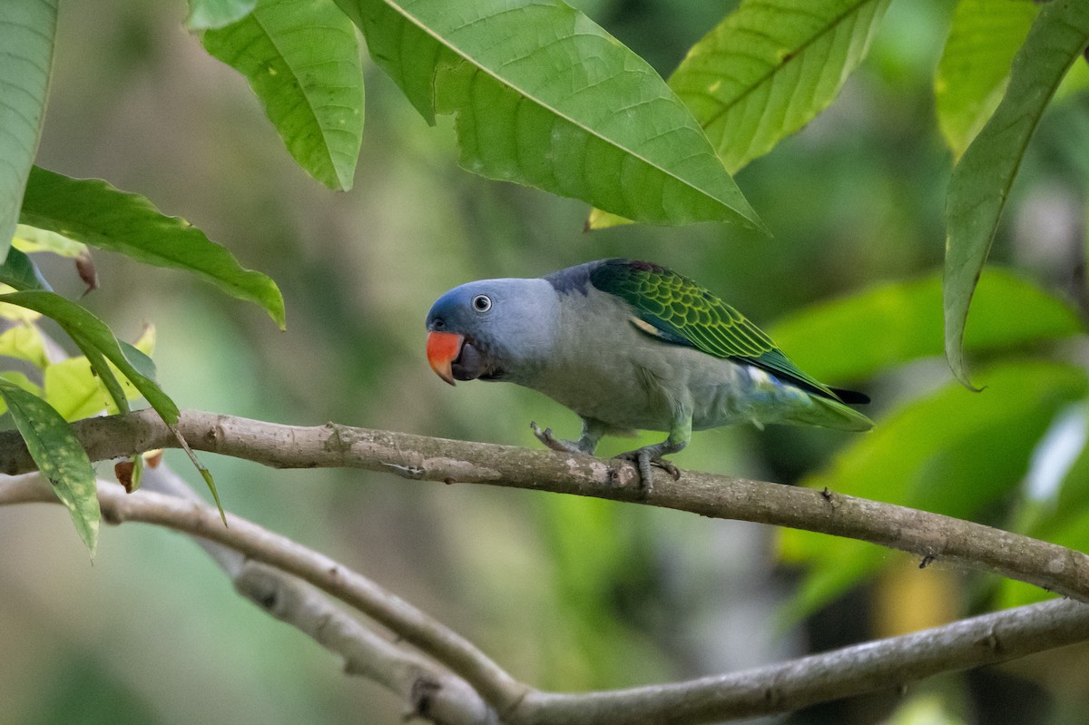 blågumppapegøye - ML644570064