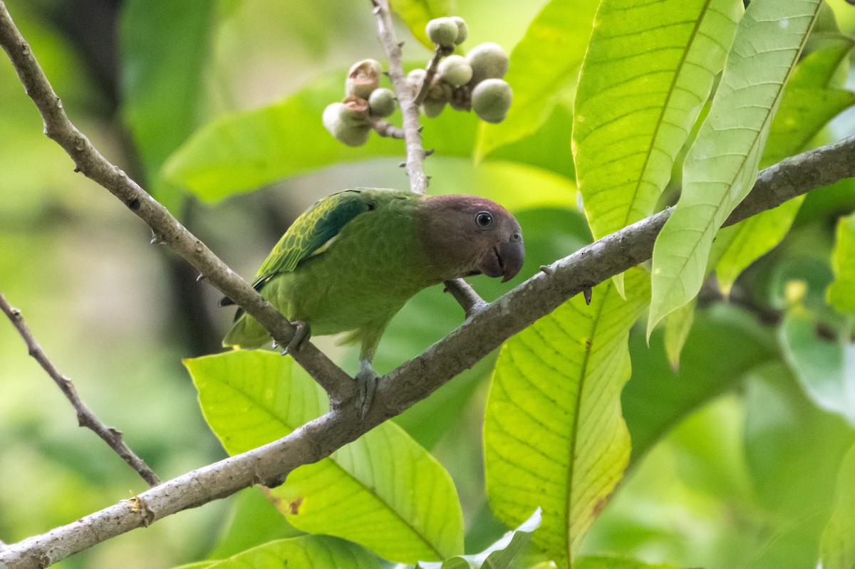 blågumppapegøye - ML644570065