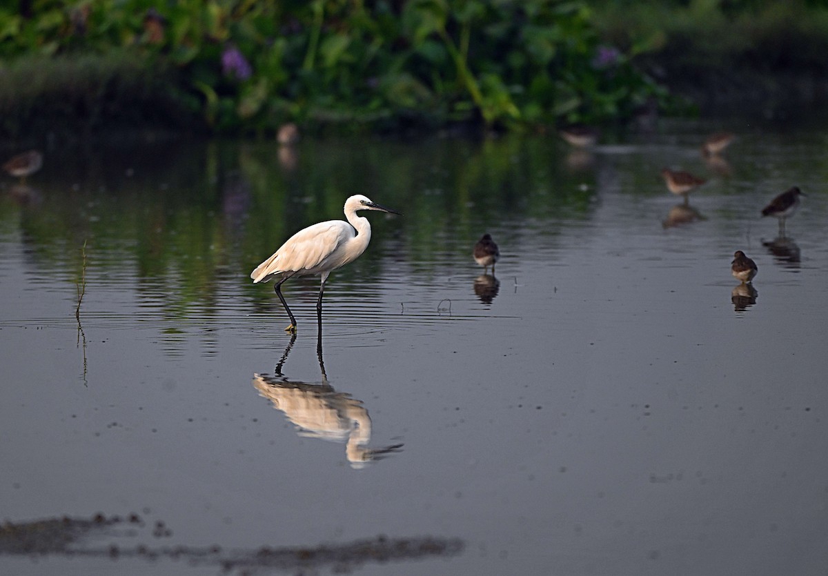 Little Egret - ML644570066