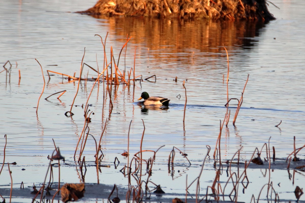 Зэрлэг нугас - ML644570070