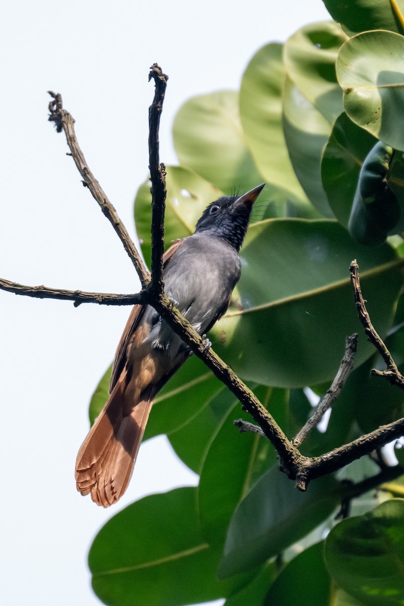 kinaparadismonark - ML644570071