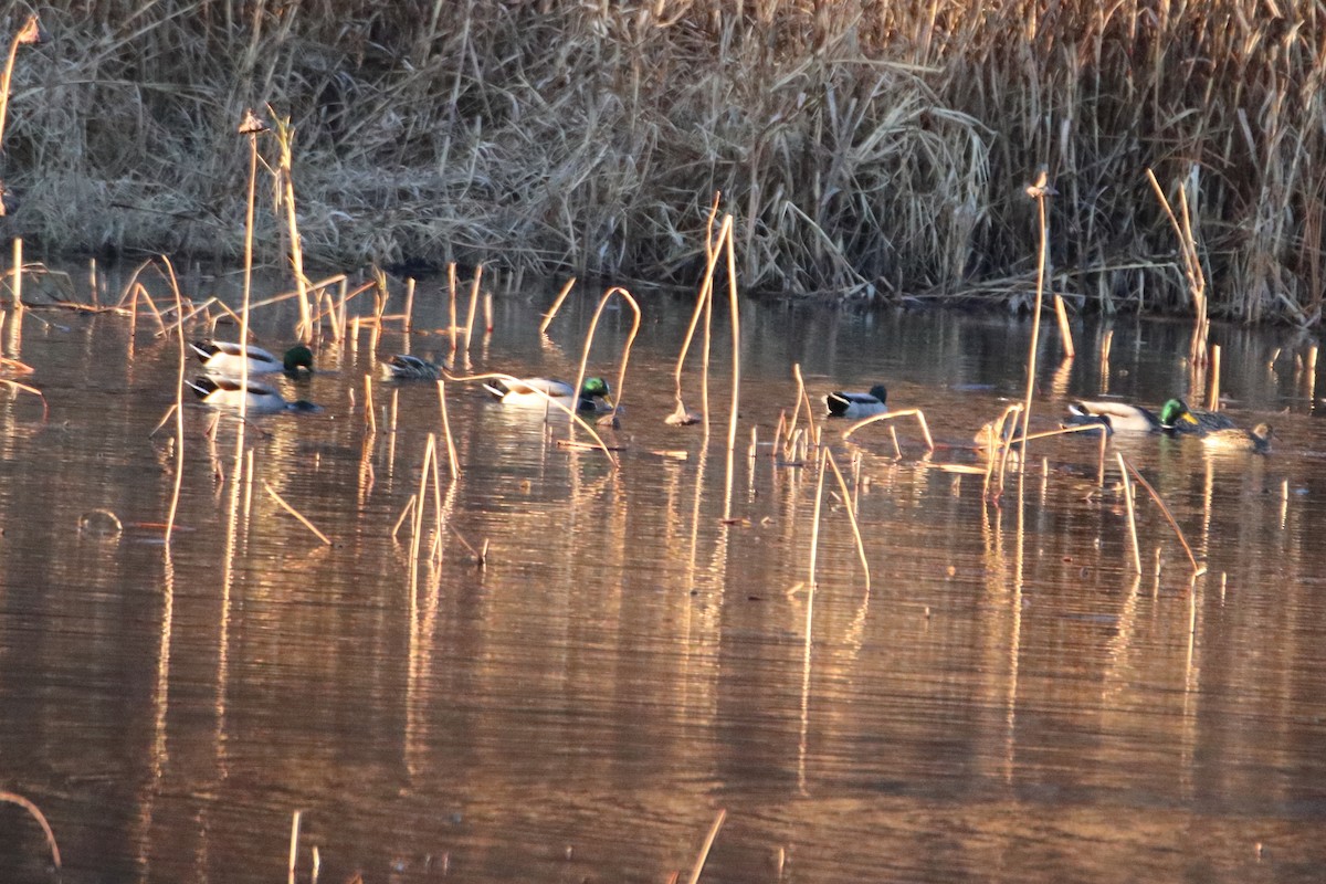 Зэрлэг нугас - ML644570073