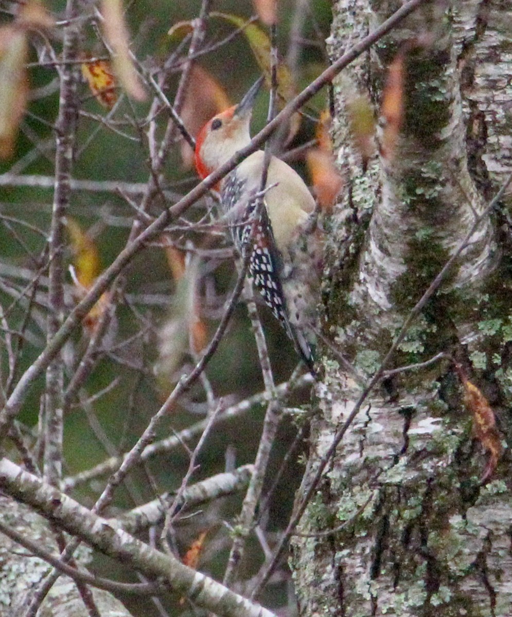 Carolinaspecht - ML644570075