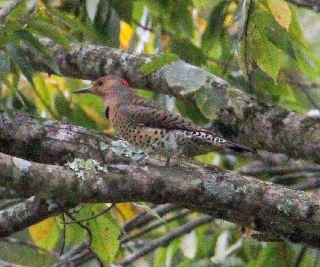 Northern Flicker - ML644570080