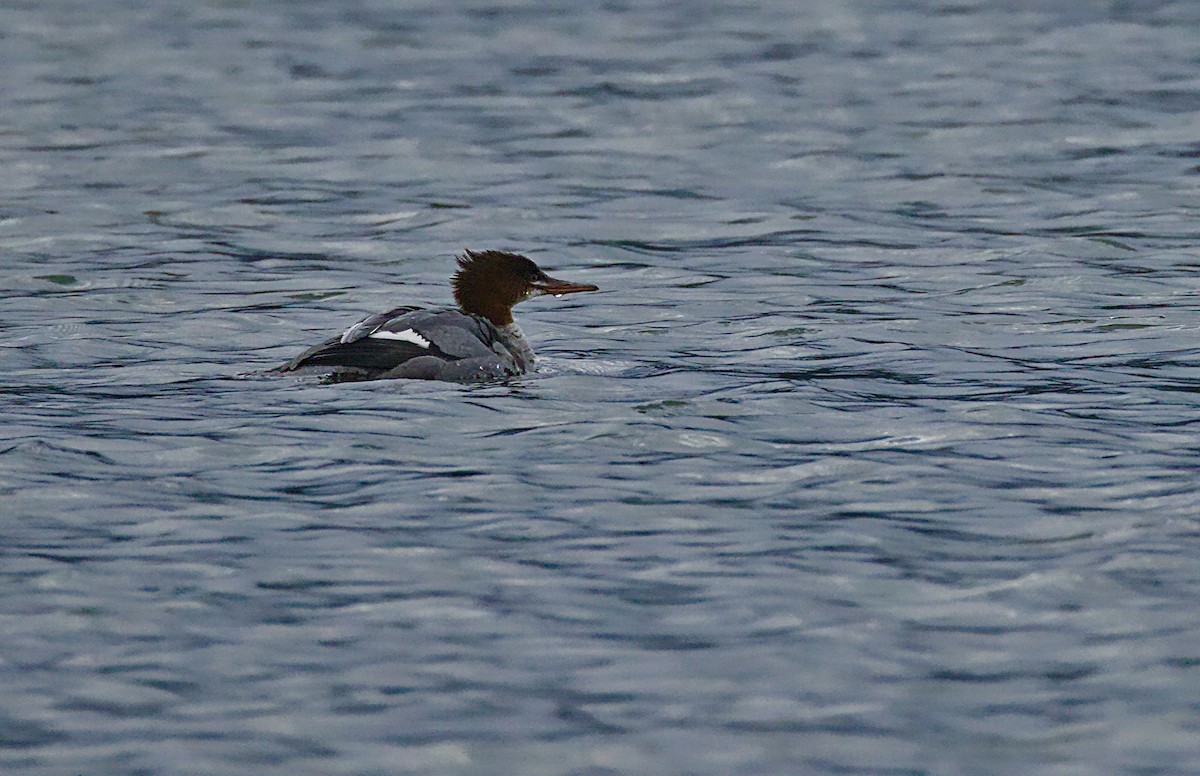 Крех великий - ML644570086