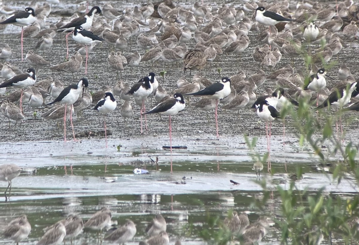 Black-necked Stilt - ML644570098