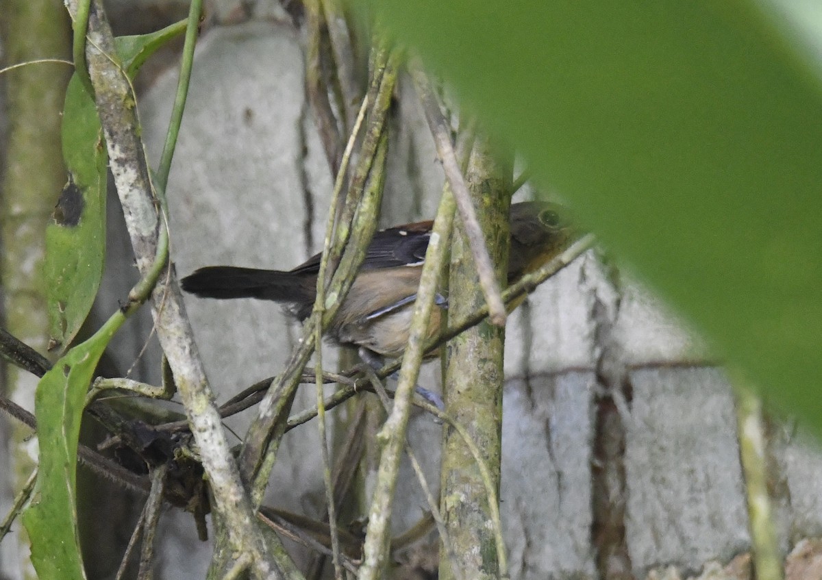 ズキンヒメアリサザイ - ML644570101