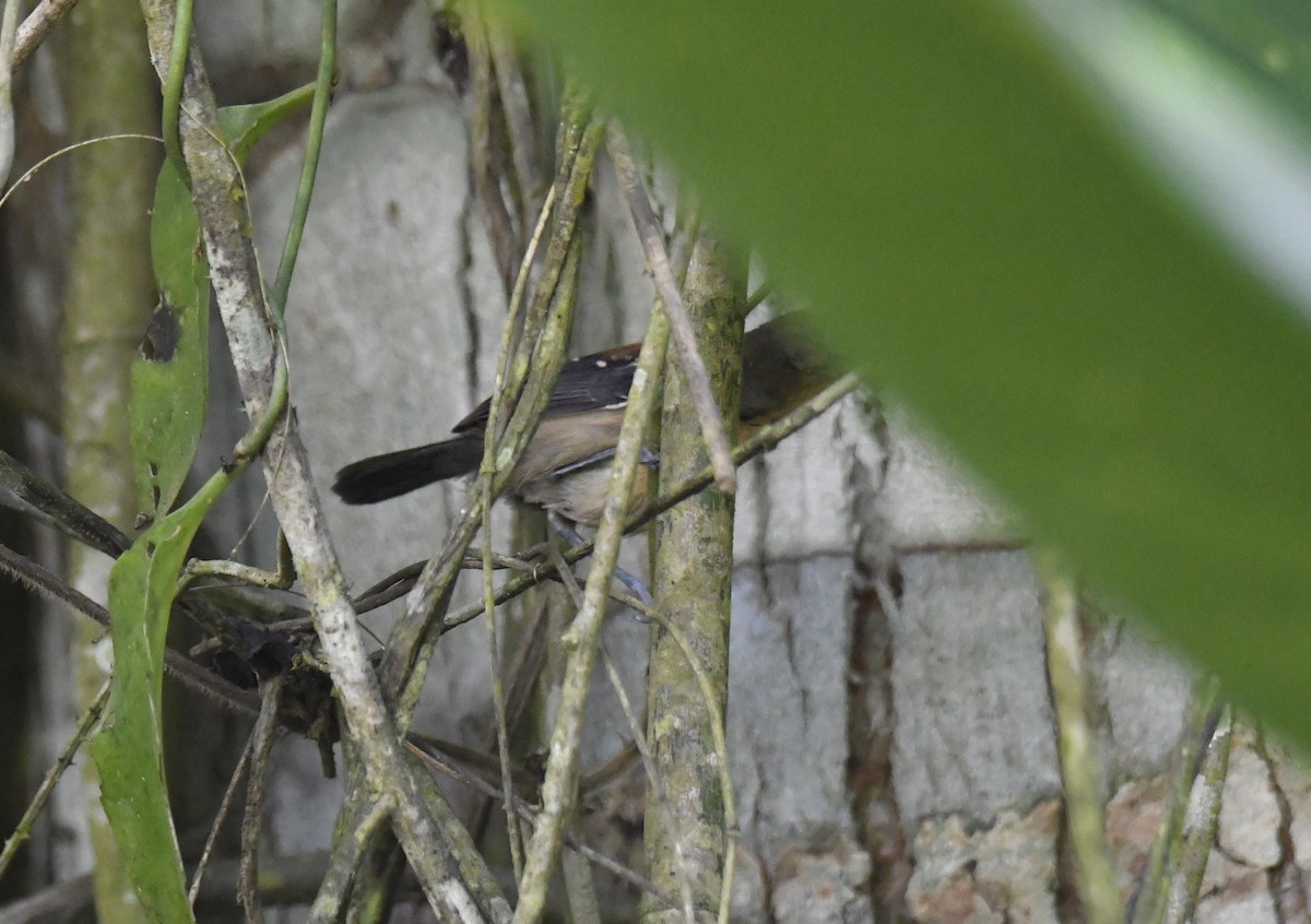 ズキンヒメアリサザイ - ML644570102