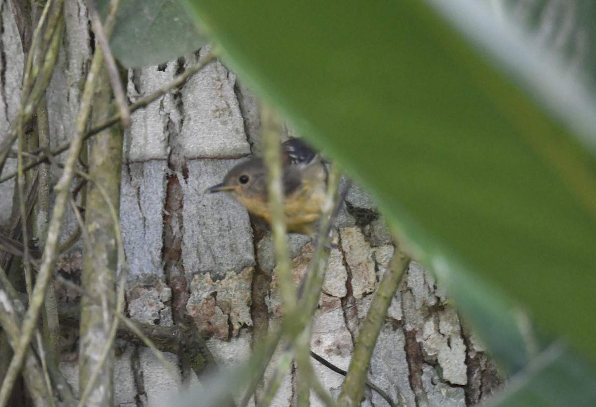 ズキンヒメアリサザイ - ML644570103