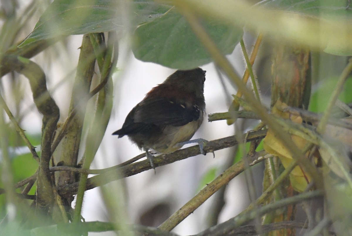 ズキンヒメアリサザイ - ML644570104