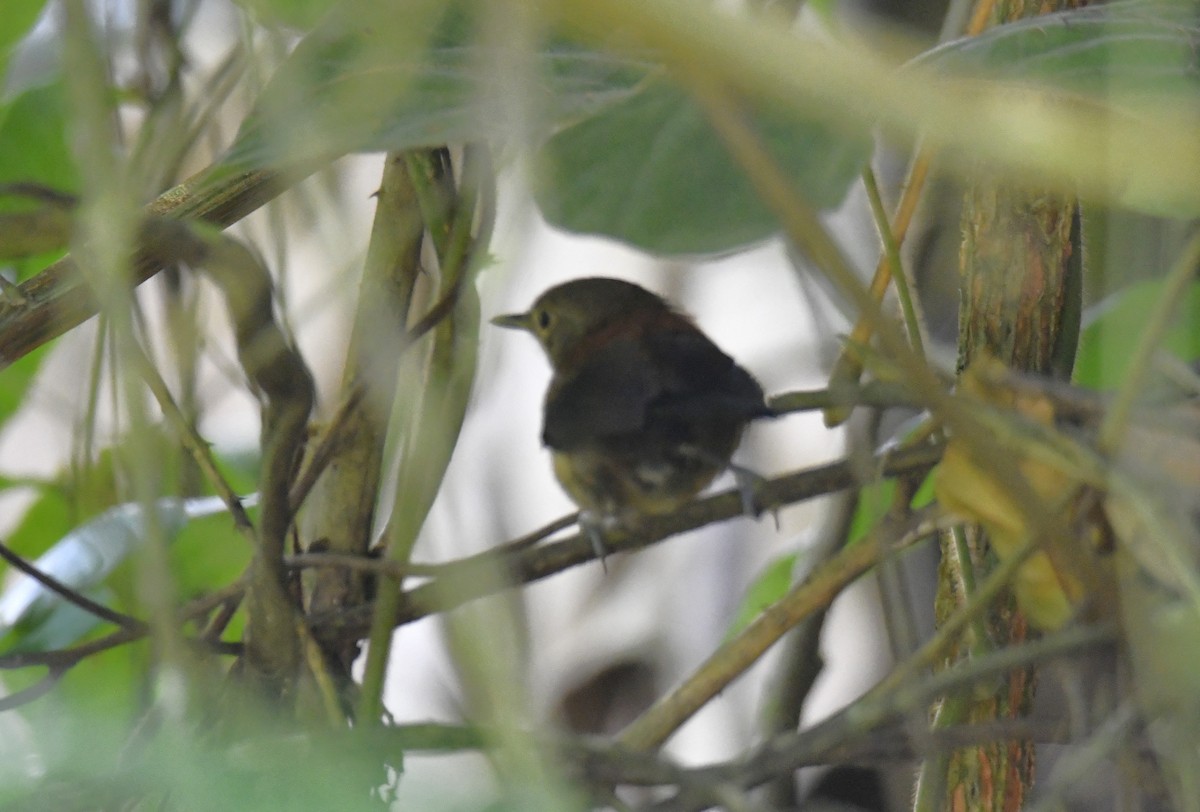 ズキンヒメアリサザイ - ML644570105