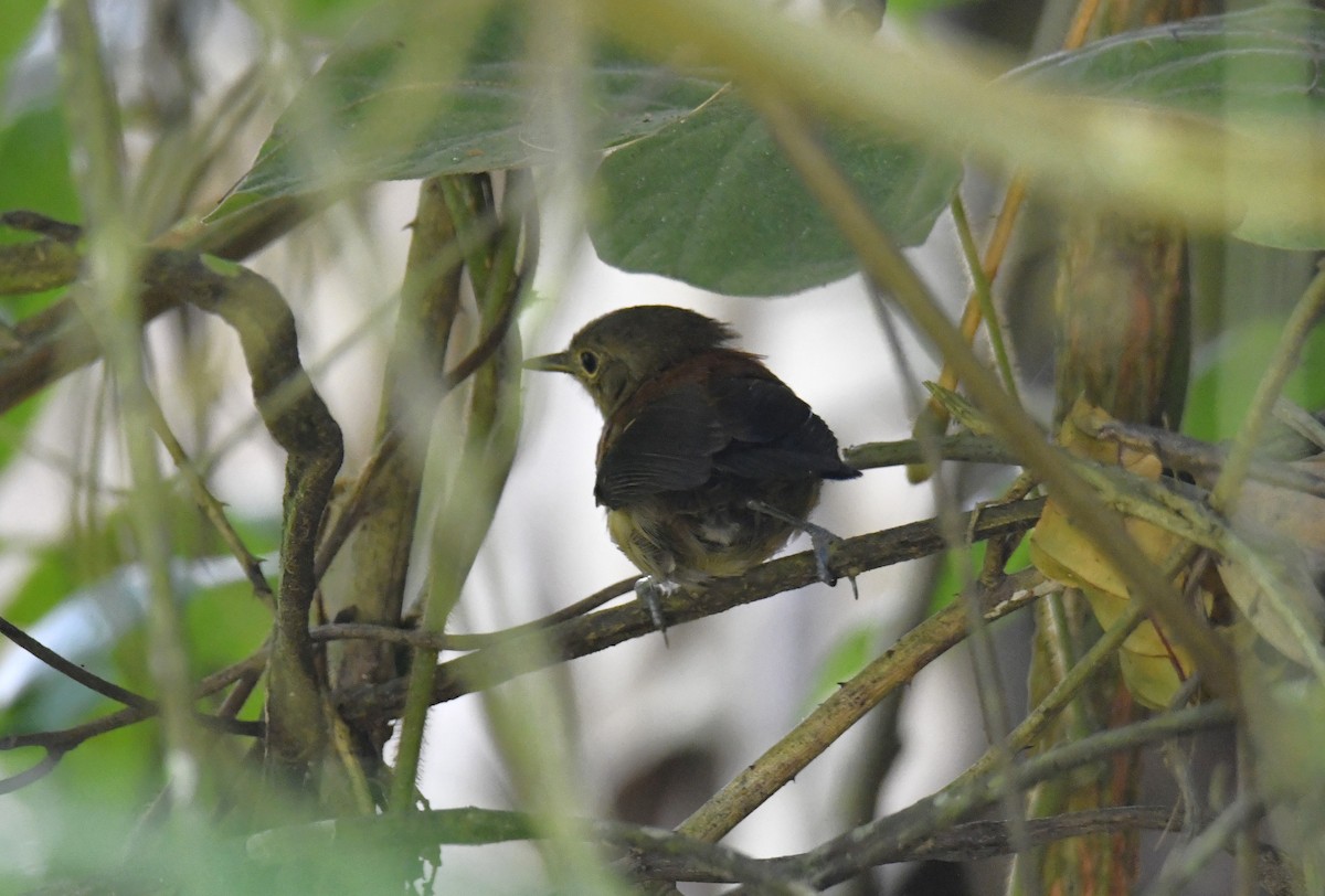 ズキンヒメアリサザイ - ML644570106