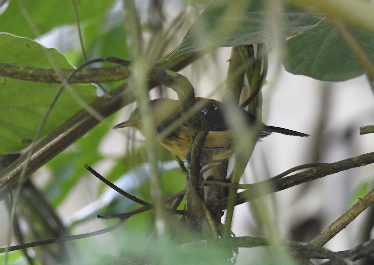 ズキンヒメアリサザイ - ML644570107