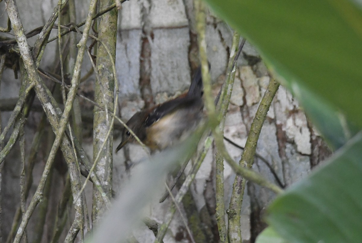 ズキンヒメアリサザイ - ML644570108