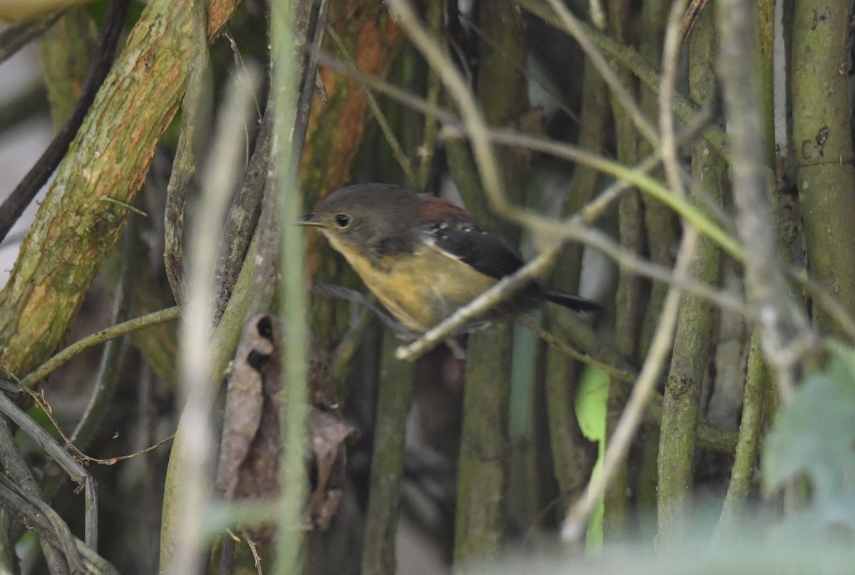 ズキンヒメアリサザイ - ML644570109