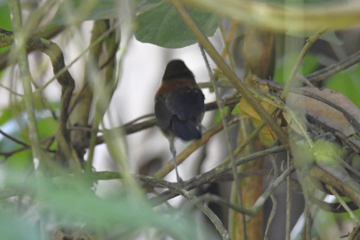 ズキンヒメアリサザイ - ML644570110