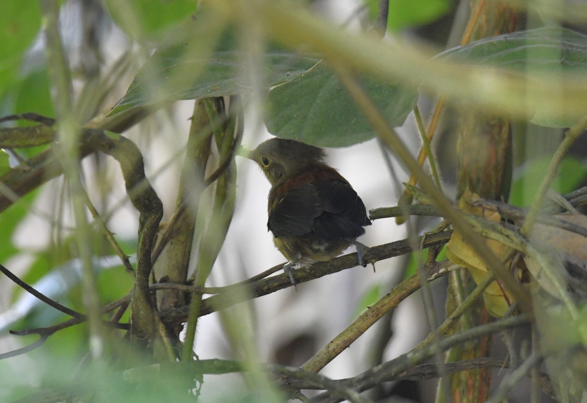 ズキンヒメアリサザイ - ML644570111