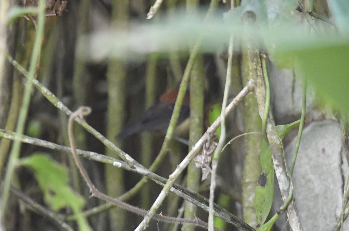 ズキンヒメアリサザイ - ML644570112