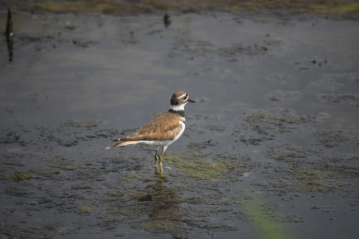 Killdeer - ML644570134