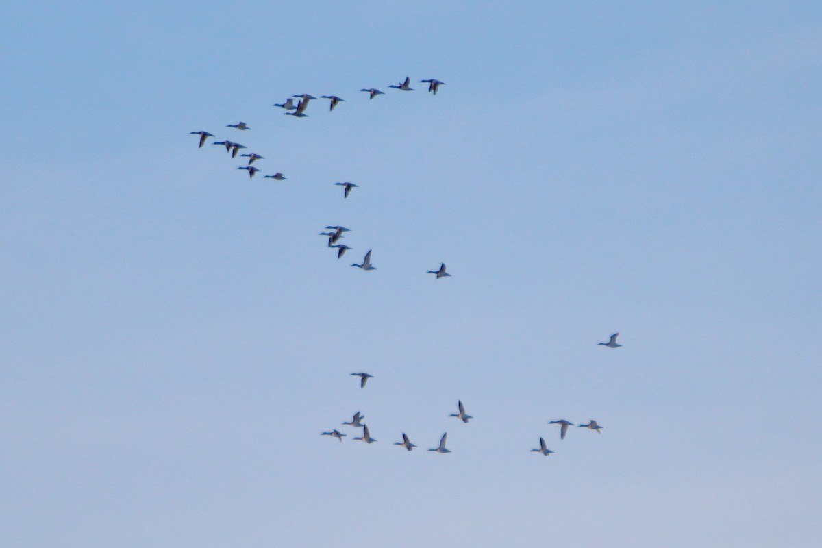 Porrón Coacoxtle - ML644570136