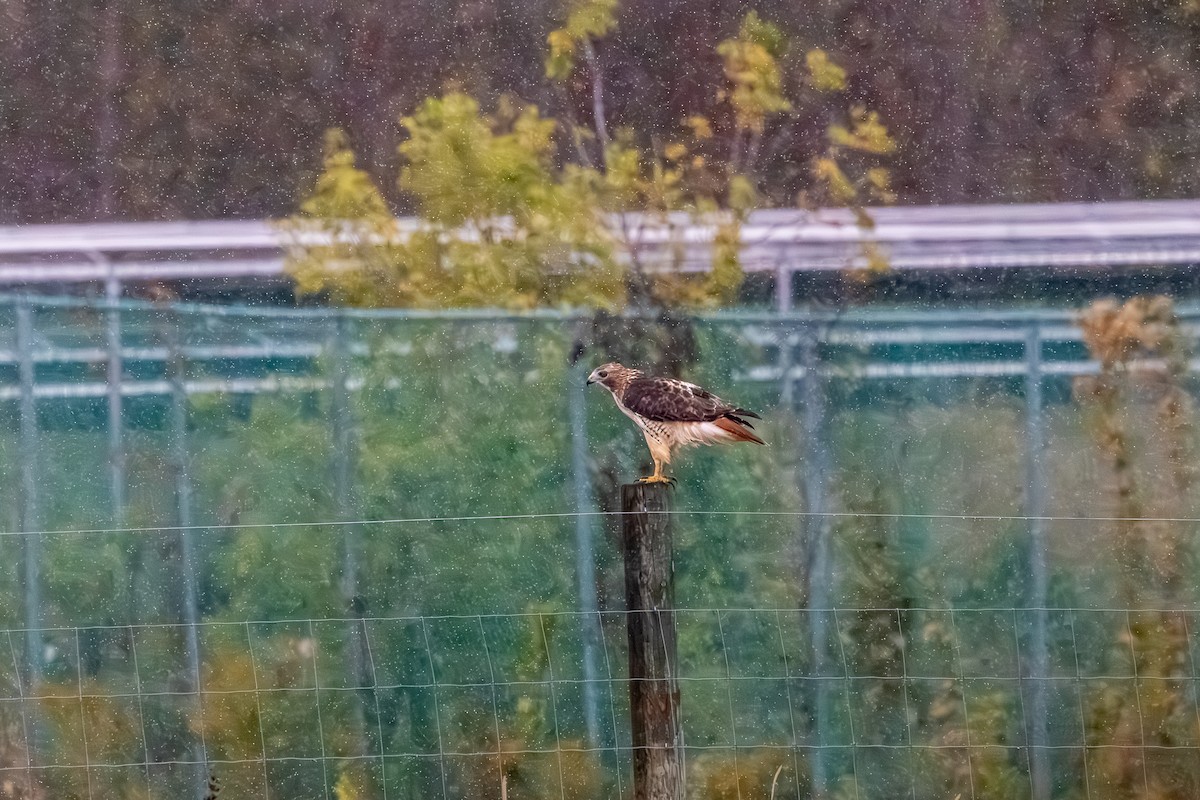Red-tailed Hawk - ML644570140