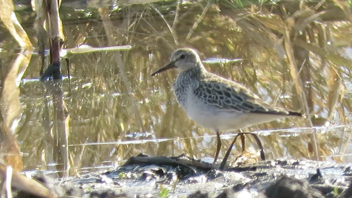 Pectoral Sandpiper - ML644570143