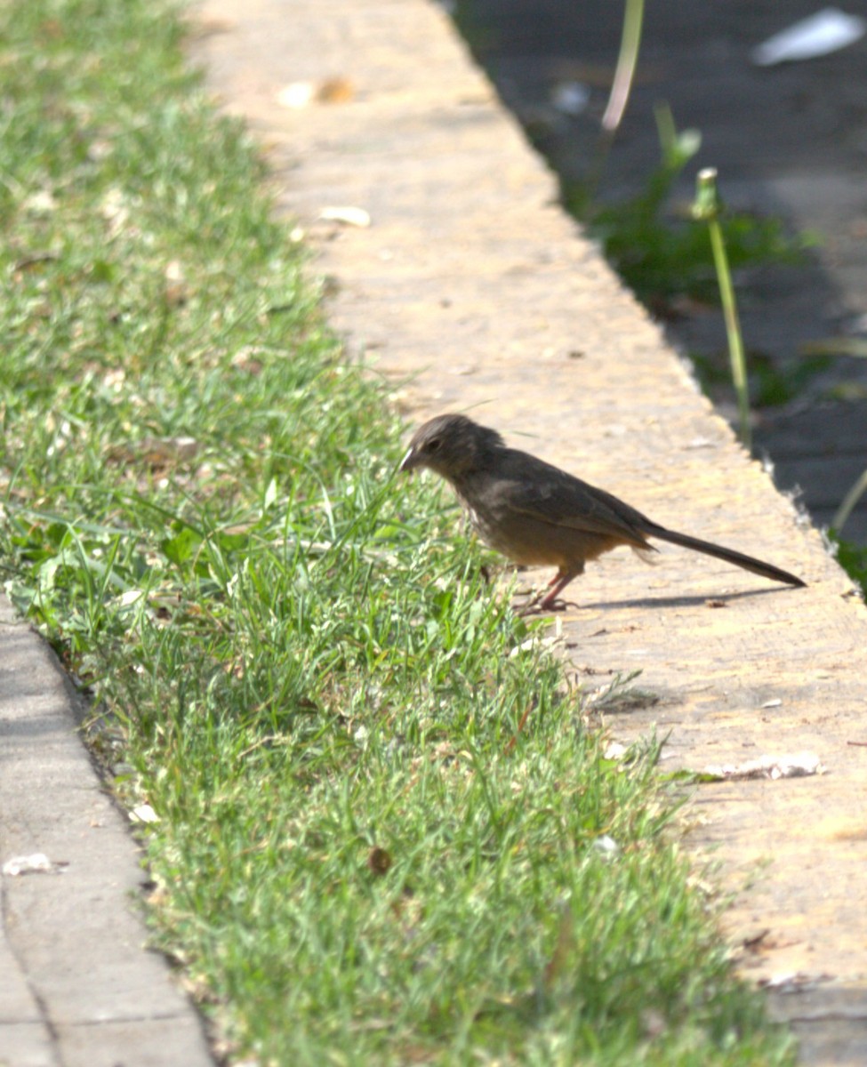 Canyon Towhee - ML644570144