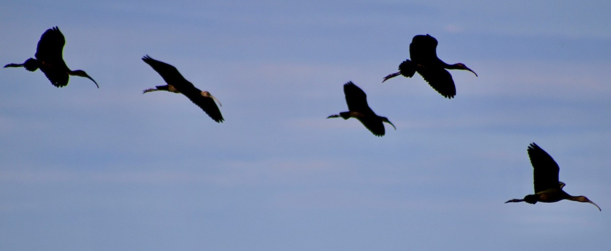 Ibis à face blanche - ML644570156