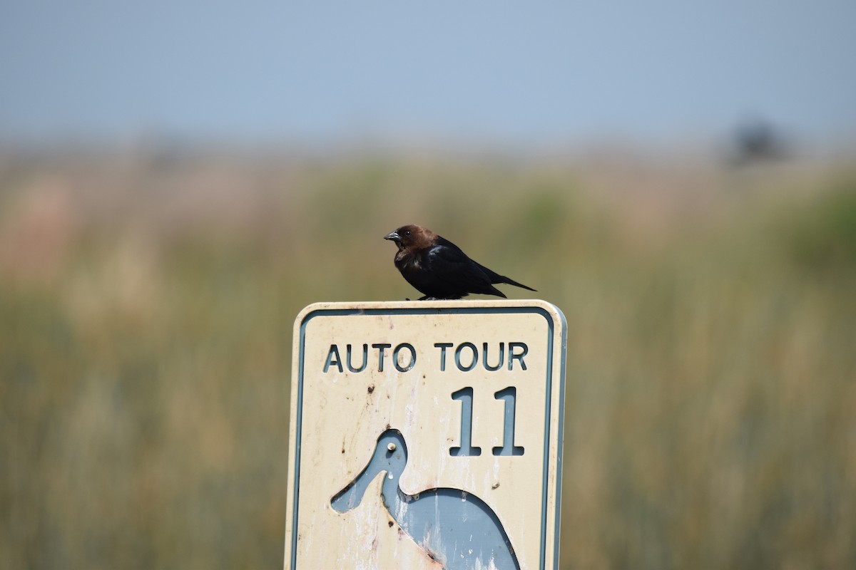 Brown-headed Cowbird - ML644570160