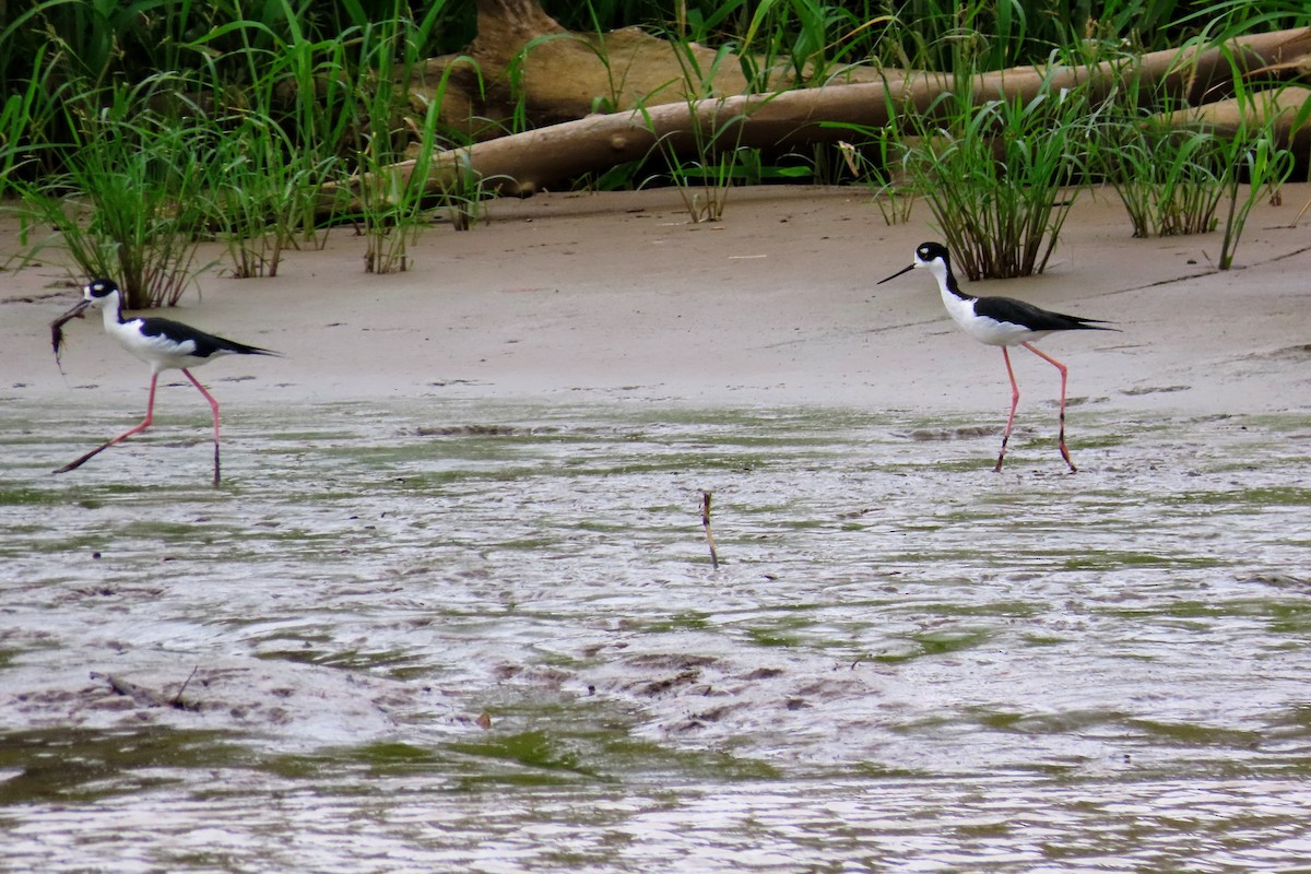 Black-necked Stilt - ML644570163