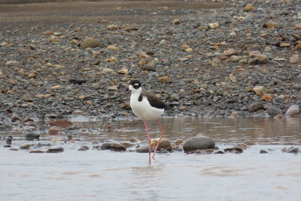 Black-necked Stilt - ML644570164