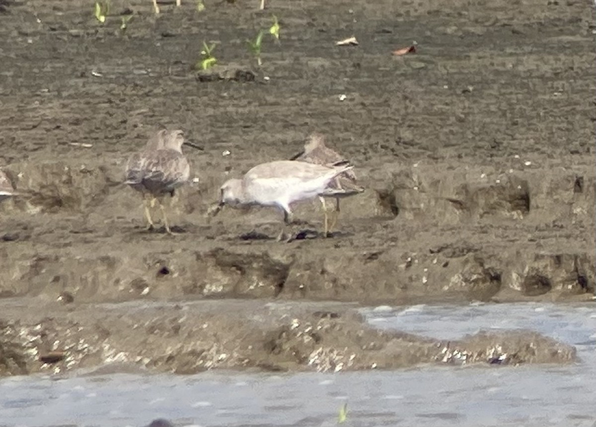 Red Knot - ML644570166