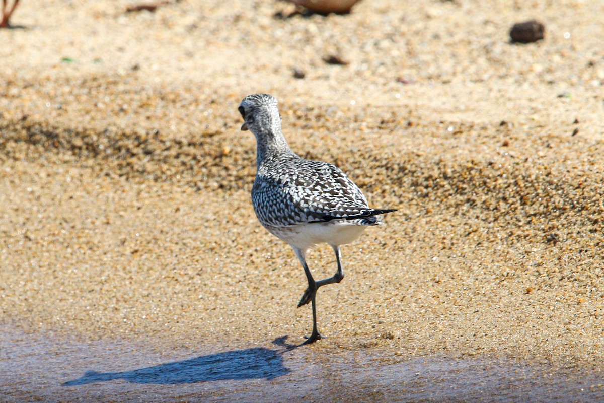 tundralo - ML644570170