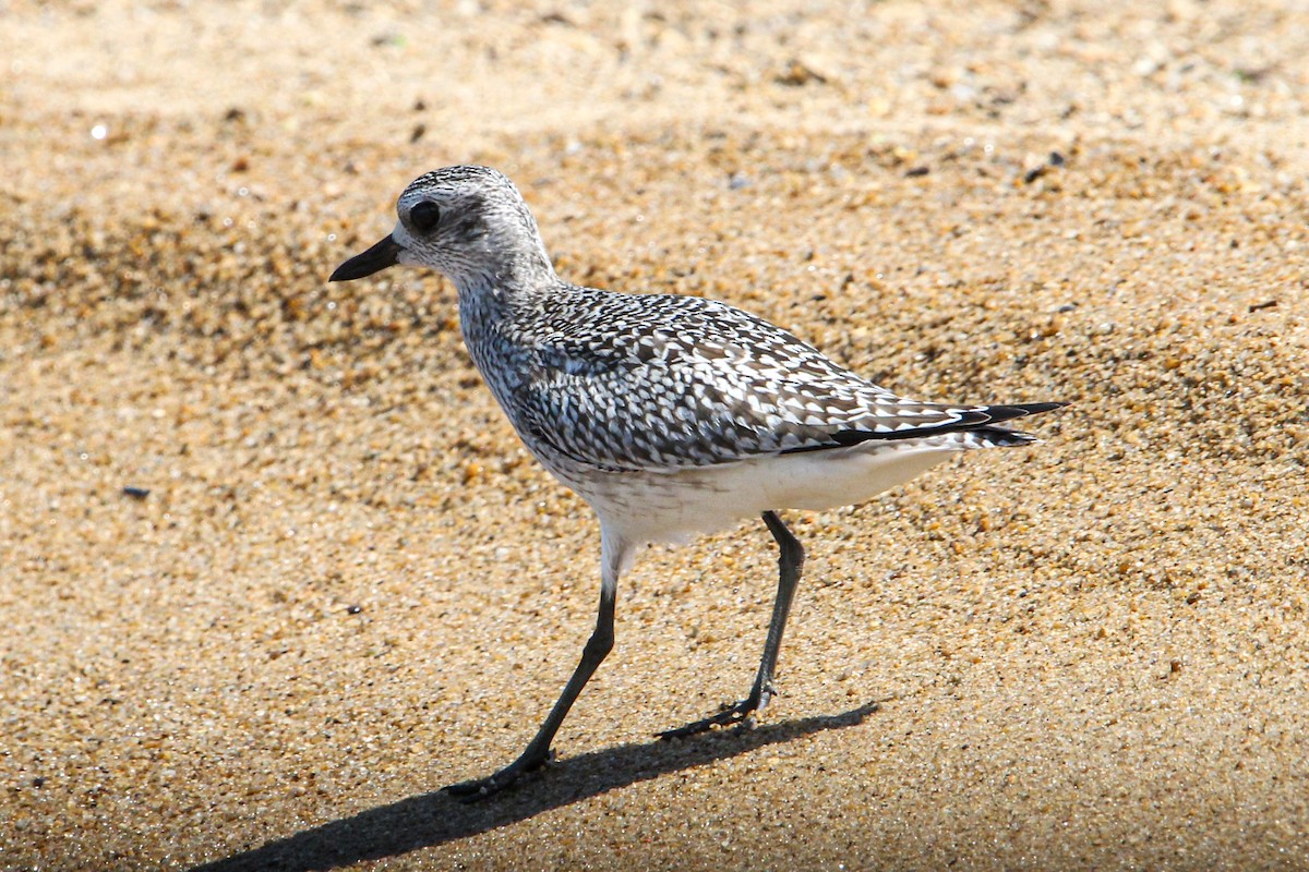 tundralo - ML644570171