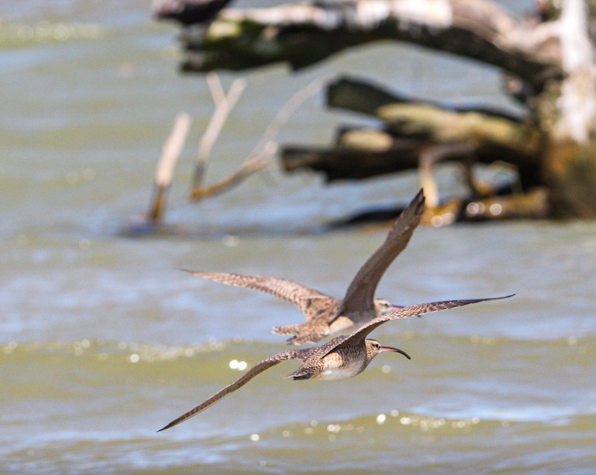 tundraspove - ML644570186