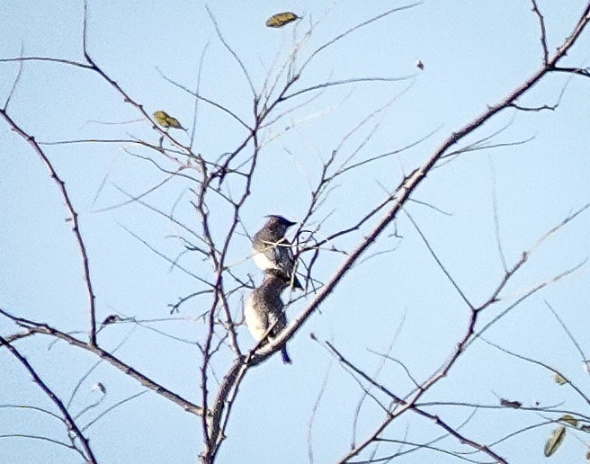 ヒメレンジャク - ML644570192