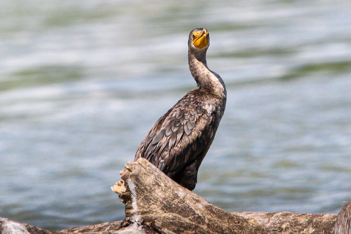 Double-crested Cormorant - ML644570203