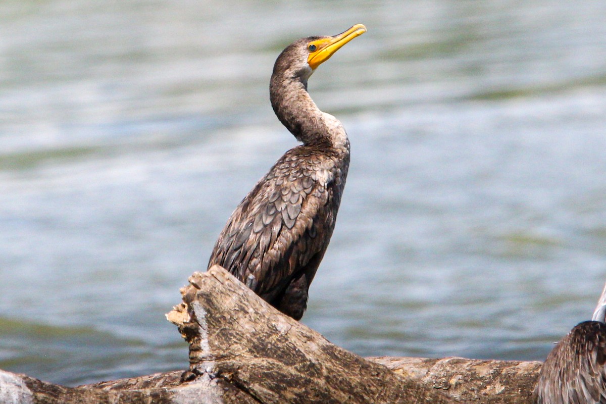 Double-crested Cormorant - ML644570204