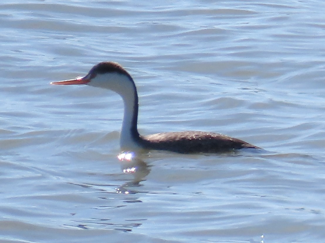 Achichilique de Clark - ML644570222