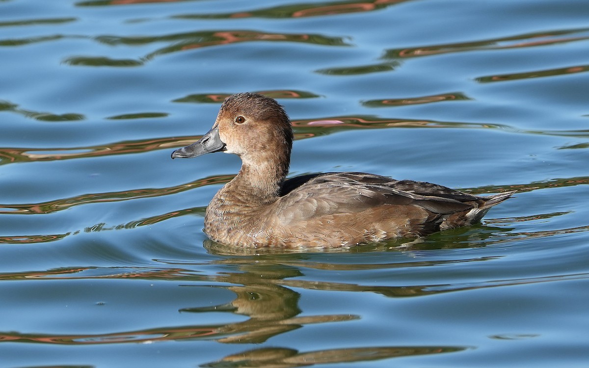 Porrón Americano - ML644570225