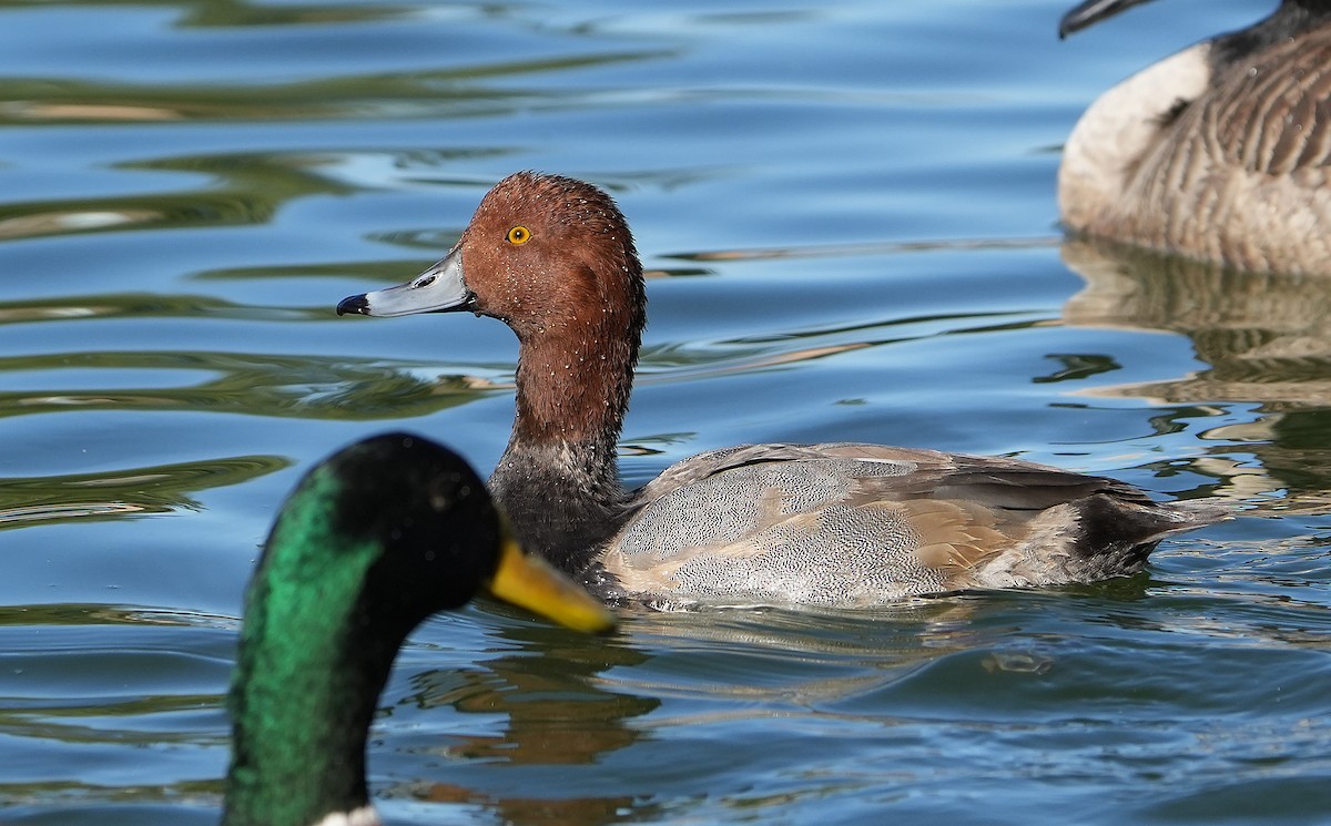 Porrón Americano - ML644570226