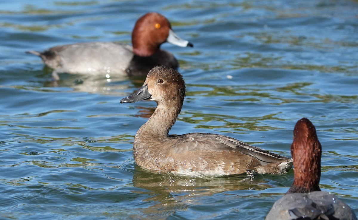 Porrón Americano - ML644570227