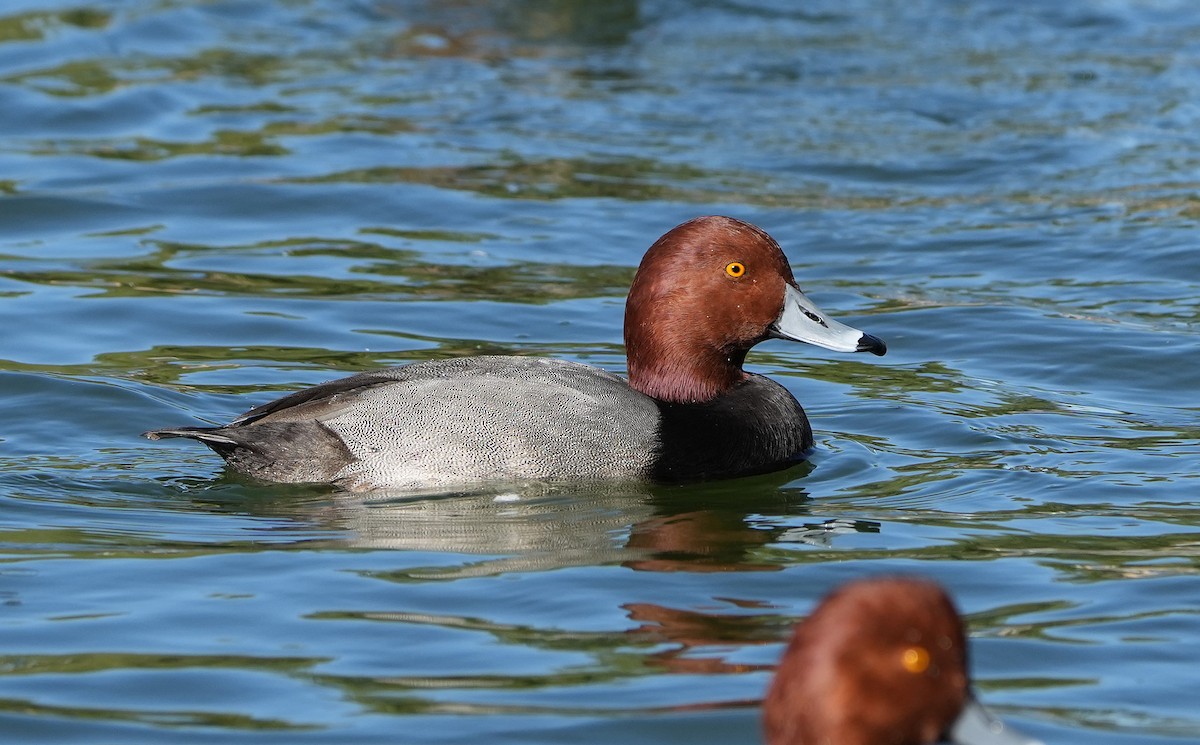 Porrón Americano - ML644570228