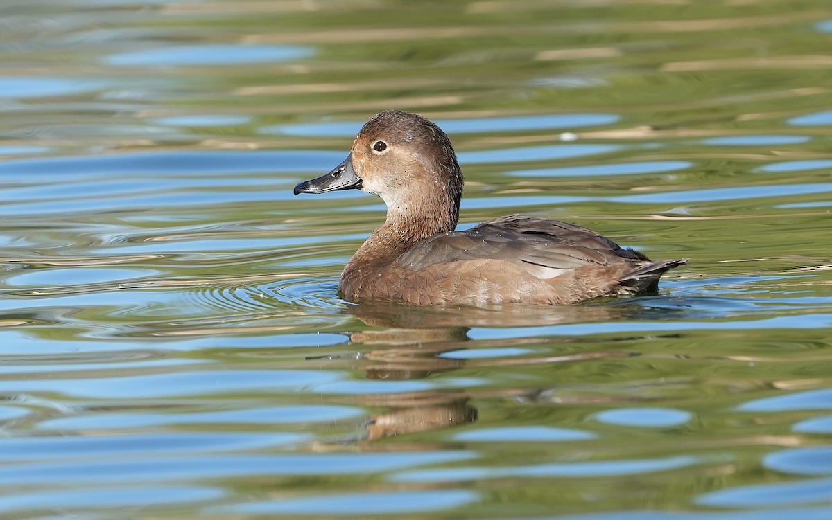 Porrón Americano - ML644570229