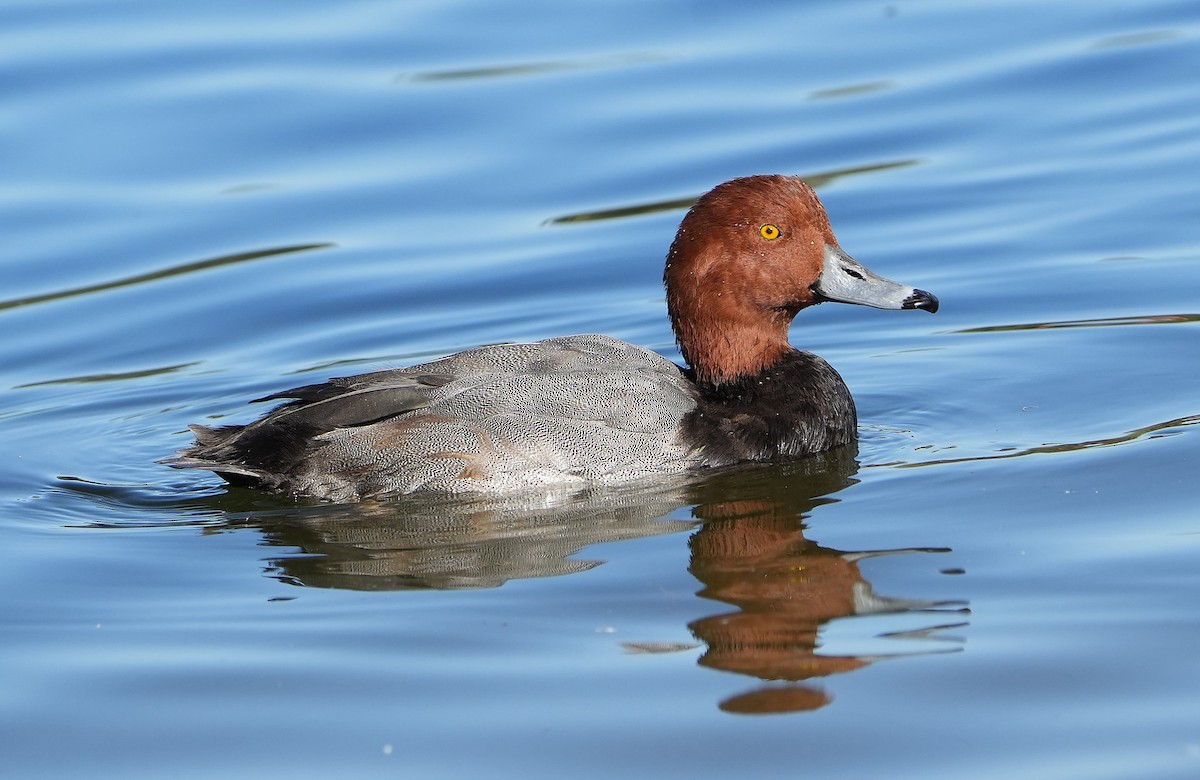 Porrón Americano - ML644570230