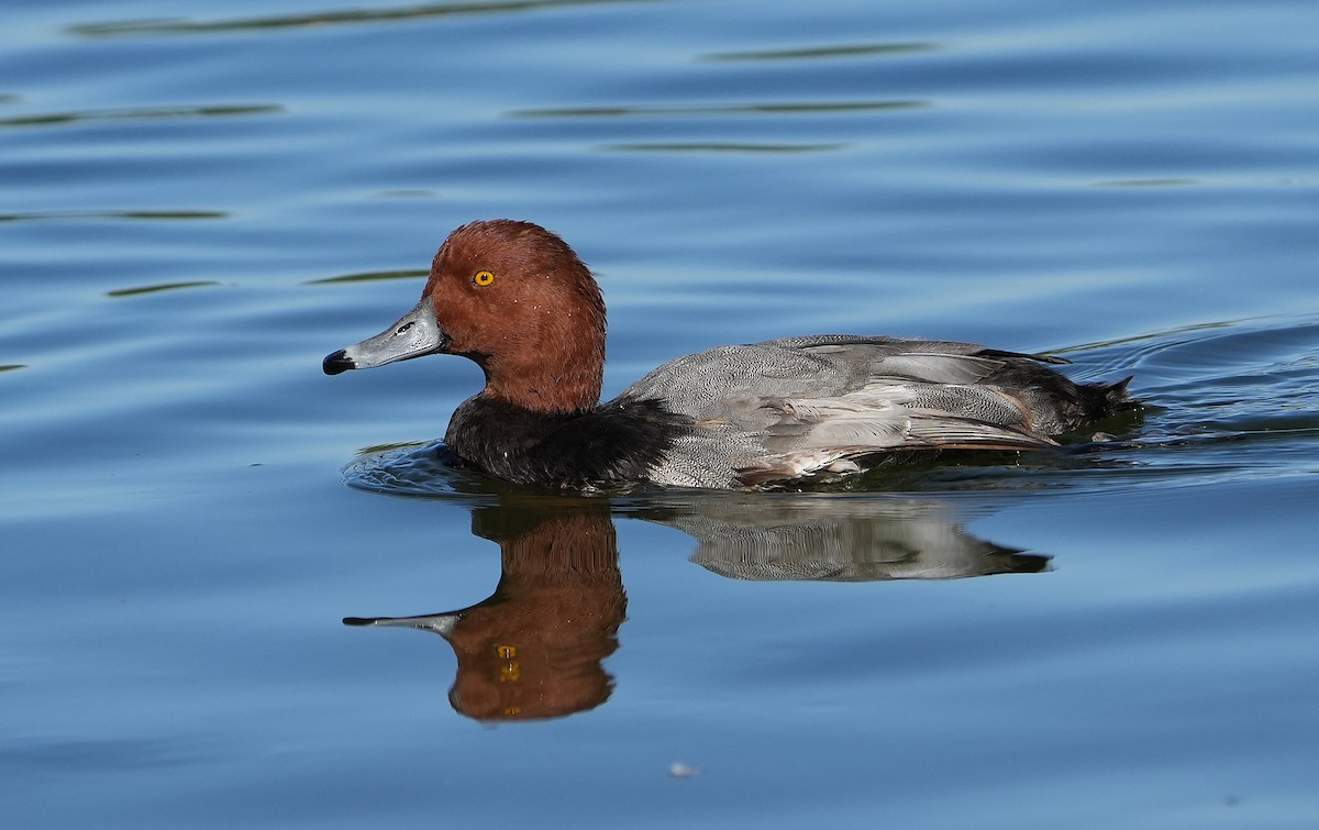 Porrón Americano - ML644570231