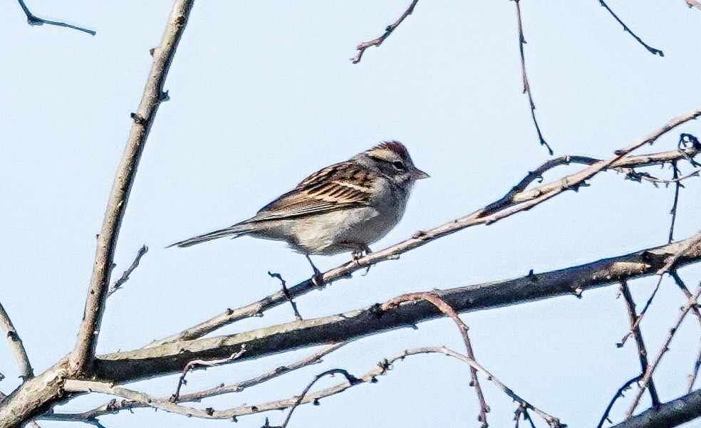 Cırcır Sesli Serçe - ML644570233