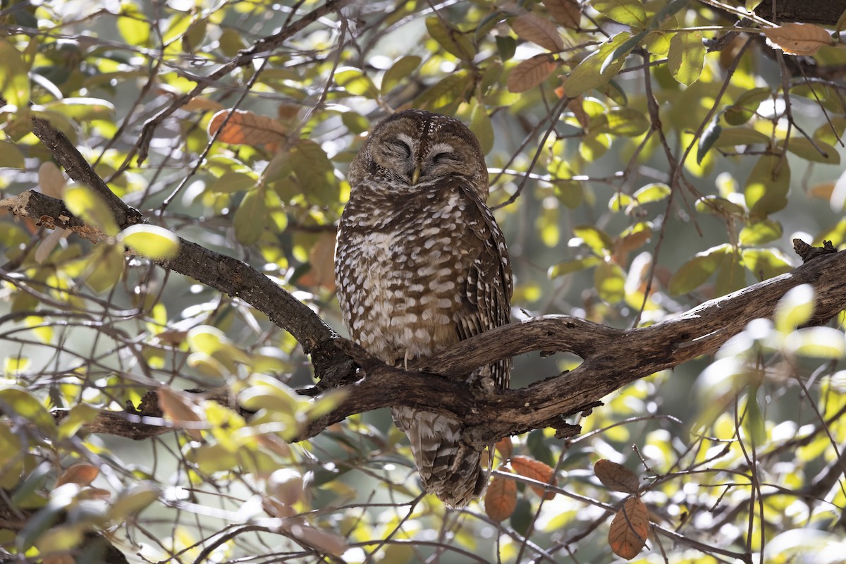 Chouette tachetée - ML644570234